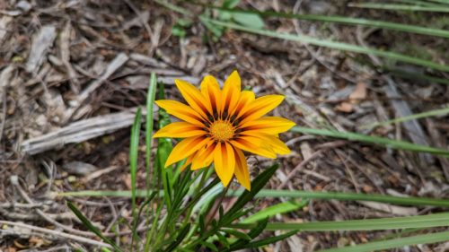 Gazania in flower