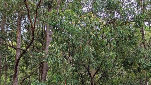 Gum or eucalyptus trees in flower