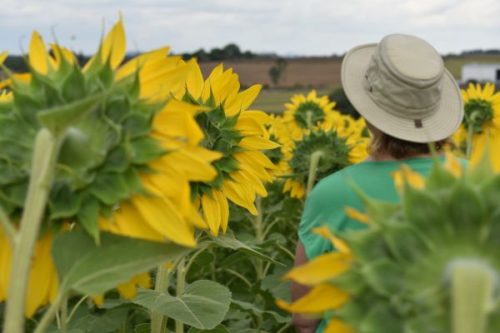 Person wearing a hat in a  field of sunflowers