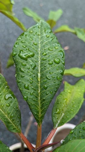 Raindrops on the leaves of a Frangipani plant