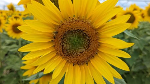 Close up of a sunflower with a bee in it
