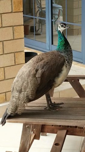 Peahen  on wooden table
