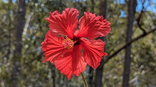 Beautiful red Hibiscus flower