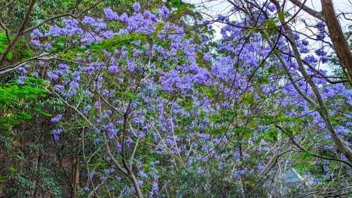 Purple flowers on a Jacaranda tree