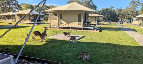 Kangaroos around glamping tents