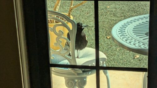 Australian Magpie on a blue chair