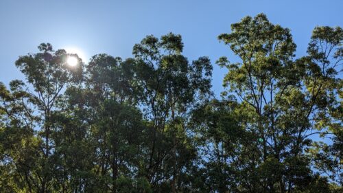 Blue sky with the sun just behind gum trees