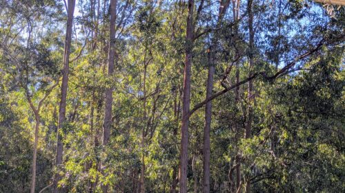 eucalyptus tree with blue sky in the background