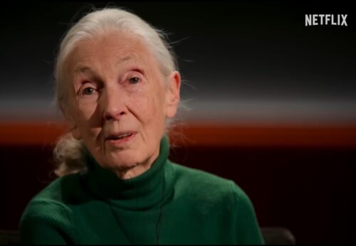 Pictureof Jane Goodall on Netflix