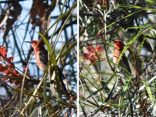 Two scarley honeyeaters