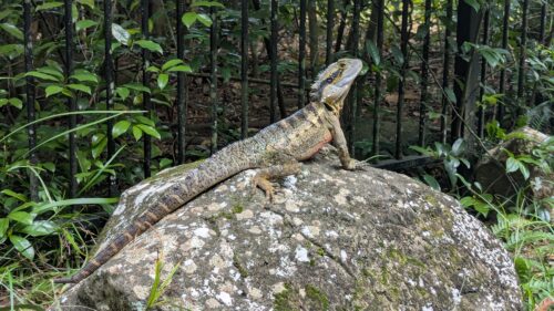 Eastern Water Dragon
