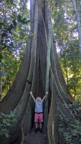 Person standing next to huge fig tree