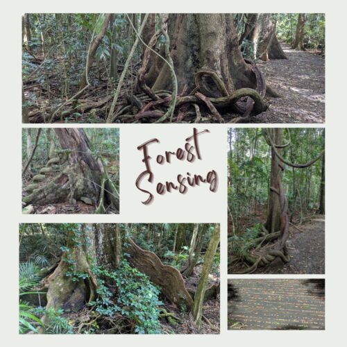 Photo collage of trees and forest