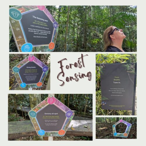 Collage of photos using your senses in the forest