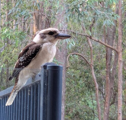 Kookaburra sitting on pool fencing