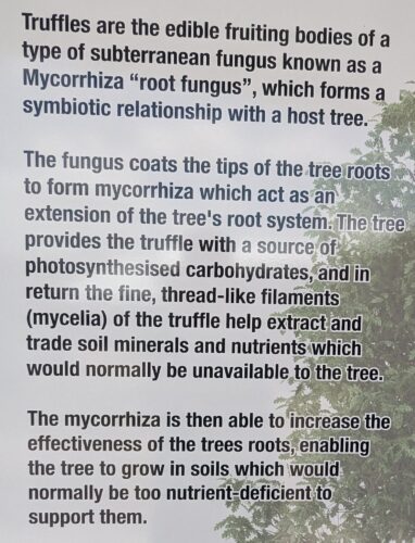Information board about truffles