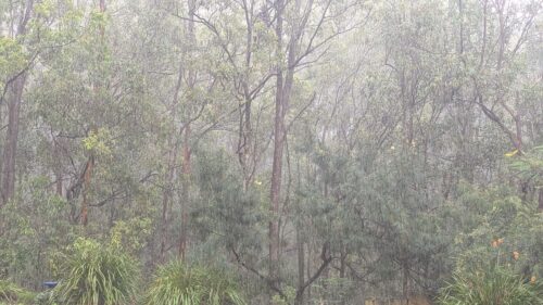 Rain in the bush