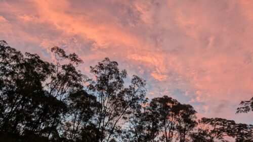 Sunset clouds over gum trees