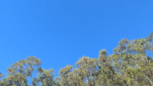 Bue skies and gum trees